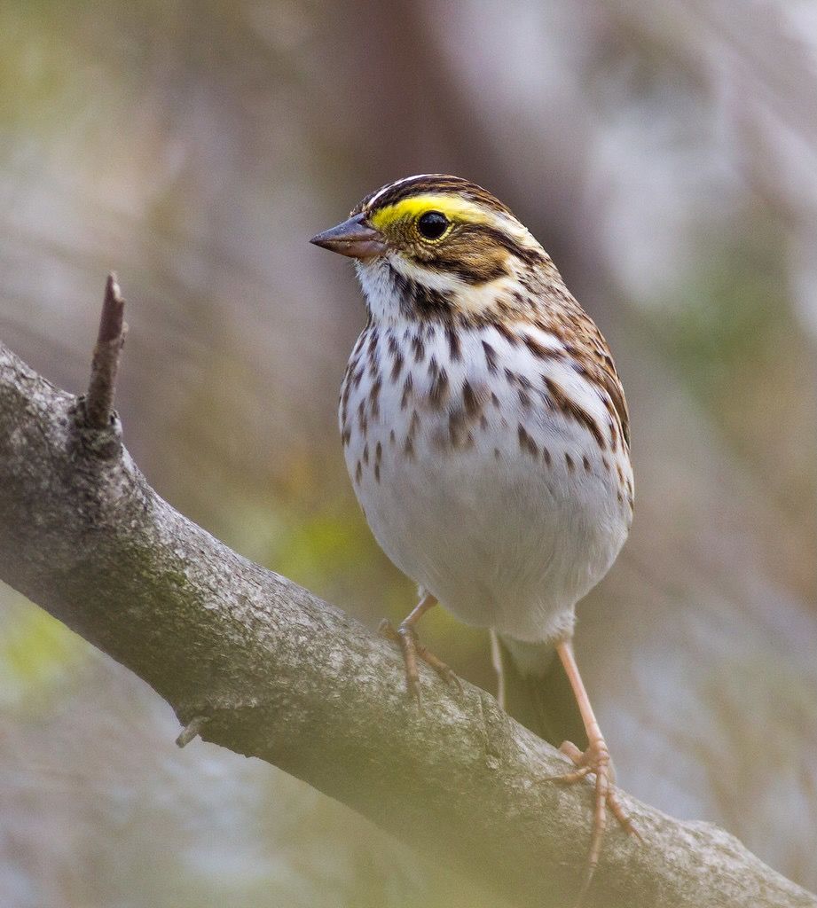 Savannah Sparrow by Fyn Kynd is licensed under CC BY 2.0.